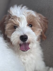 currently available female mini goldendoodle with a no curl coat