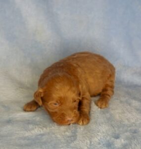 Red solid mini goldendoodle male puppy available