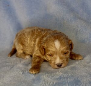 frosty blonde or caramel colored mini goldendoodle puppy for adoption