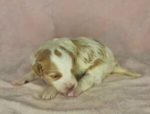 spotted mini goldendoodle mini goldendoodle female puppy for adoption