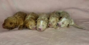 red and blonde female puppies ready to adopt in May