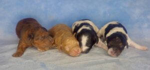 f1b cavapoo puppies available to adopt in May