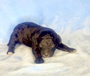 black mini goldendoodle male puppy for adoption