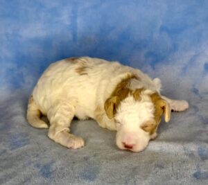wavy red and white micro mini goldendoodle