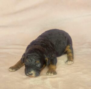 tri color micro-mini goldendoodle