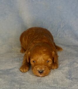 dark red solid color mini goldendoodle for adoption