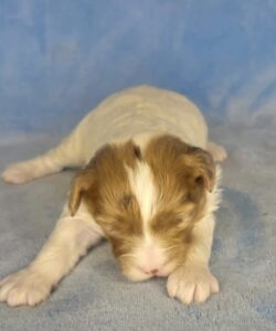 chocolate merle parti micro mini goldendoodle for adoption