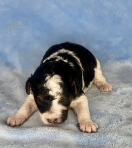 tri-color mini goldendoodle for adoption in AL