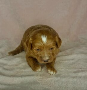 Red with some white mini goldendoodle female puppy for adoption