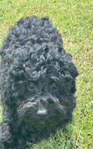 black doodle available for adoption