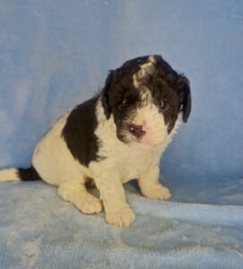 black and white mini goldendoodle for adoption in May