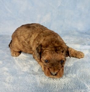 sable cavapoo puppy for adoption