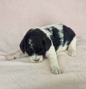black and white cavapoo female puppy for adoption