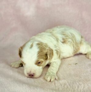 Parti f1b cavapoo female puppy for adoption