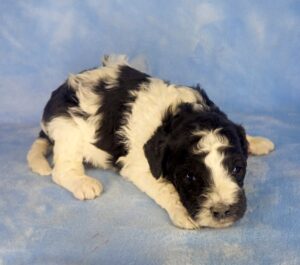black and white spotted cavapoo puppy for adoption