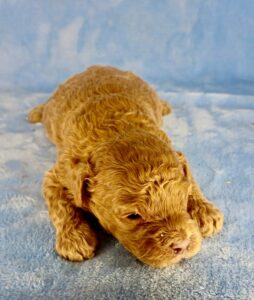 red male cavapoo puppy for adoption