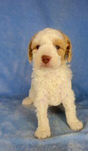 red and white parti micro-mini goldendoodle for adoption