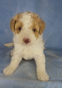 price of micro-mini goldendoodle? message us