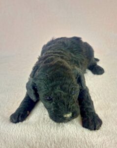 Solid black female cavapoo puppy for adoption in AL