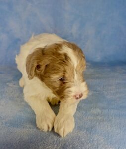 chcocolate merle parti male micro-mini goldendoodle for adoption in Al