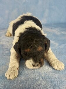 tri-color parti cavapoo puppy for adoption in Alabama