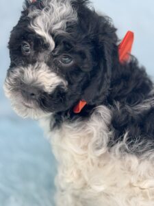 older cavapoo puppy with training
