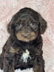 chocolate phantom no curl no shed mini goldendoodle female available
