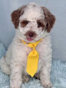 red and white mini goldendoodle for adoption in Al