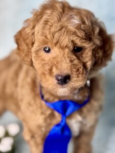 carmel brown or apricot micro-mini goldendoodle male puppy available