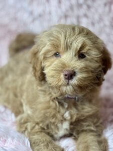 teddy bear mini goldendoodle with silky coat