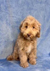 medium sized female goldendoodle puppy available