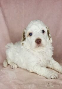 blue eyed medium sized goldendoodle puppy for adoption