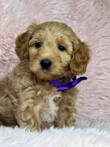 micro mini or petite goldendoodle near me
