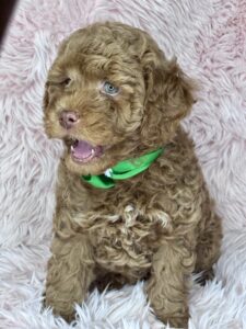golden color mini goldendoodle female puppy for adoption