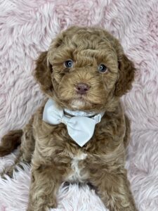 female mini goldendoodle for adoption