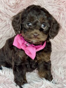 micro mini chocolate phantom female puppy for sale in AL