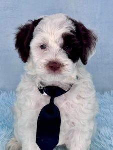chocolate parti mini goldendoodle for adoption in AL