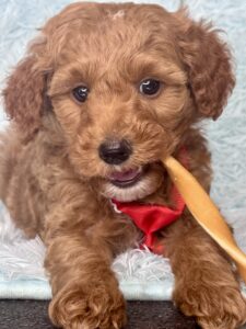 red micro mini goldendoodle boy with a wavy coat for adoption