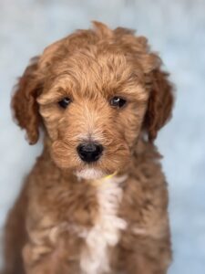 how much does a micro mini goldendoodle cost? Message us!