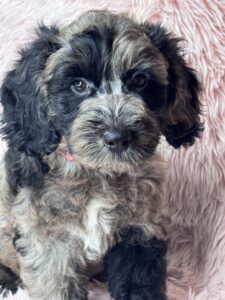 blue merle mini goldendoodle female puppy available to adopt