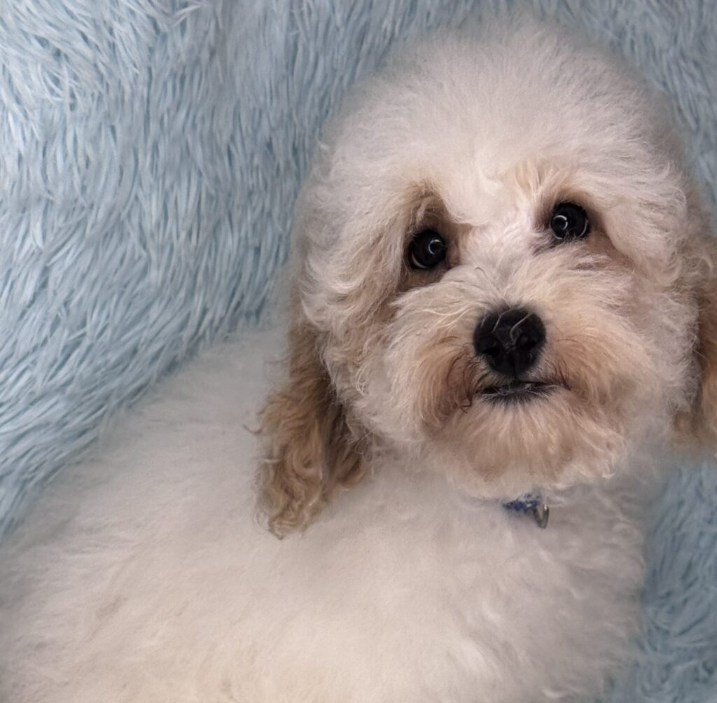 crate trained micro mini goldendoodle puppy ready to adopt