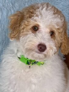 crate trained slightly older mini goldendoodle puppy
