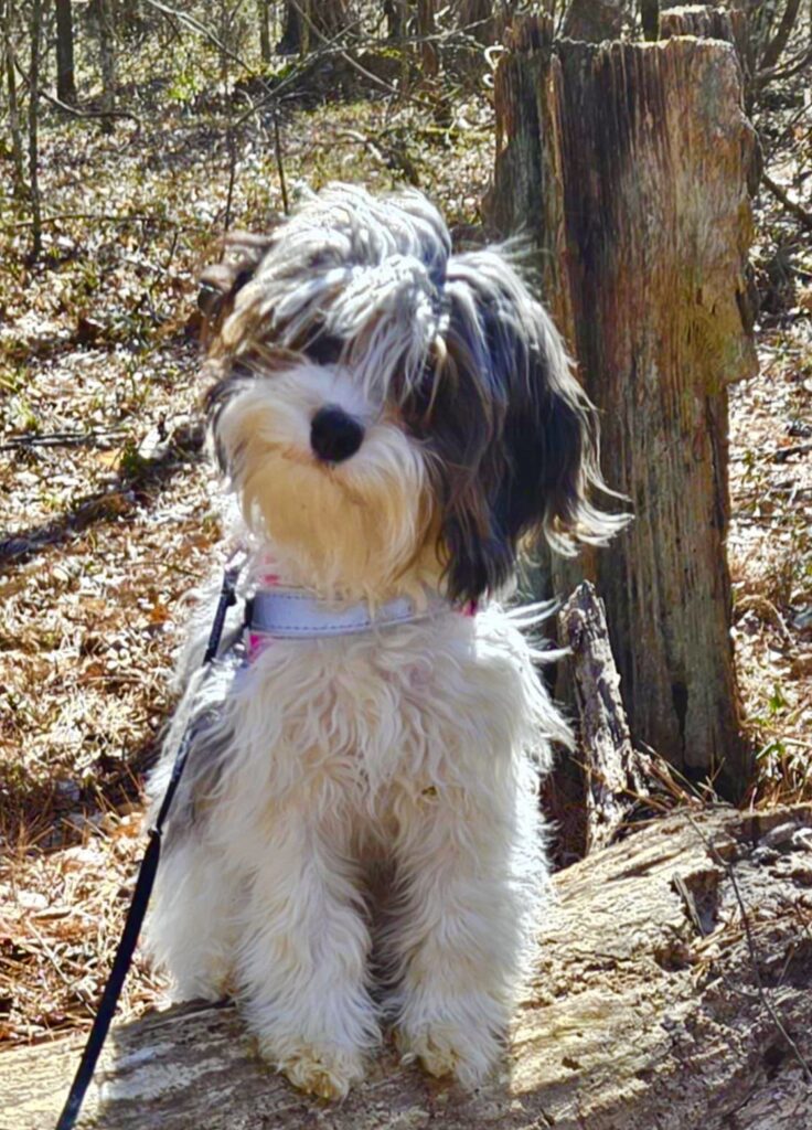 blue merle F1 cavapoo with puppies