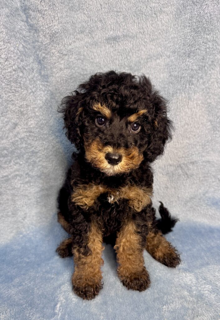 black phantom cavapoo male puppy for adoption