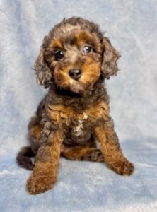 blue merle cavapoo