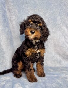 adorable cavapoo male puppy for adoption