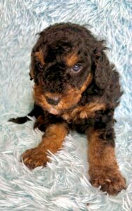 little f1b cavapoo boy for adoption in AL