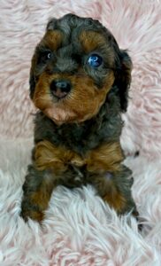 blue eyed blue merle cavapoo female puppy available for adoption