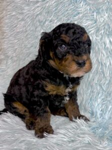 Tri-color black phantom cavapoo male puppy for sale