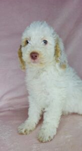 blue-eyed medium sized goldendoodle female puppy available